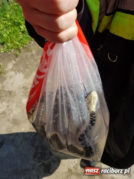 Zdjęcie w galerii na portalu naszraciborz.pl: Zamiast do pożaru pojechali do węża w oczku wodnym FOTO wiadomości z regionu