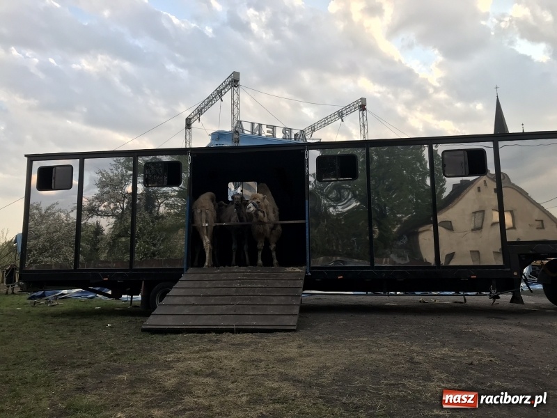 Zdjęcie w galerii na portalu naszraciborz.pl: Straż miejska kontrolowała wczoraj cyrk Arena. Powodem zapowiedź tresury zwierząt wiadomości z regionu