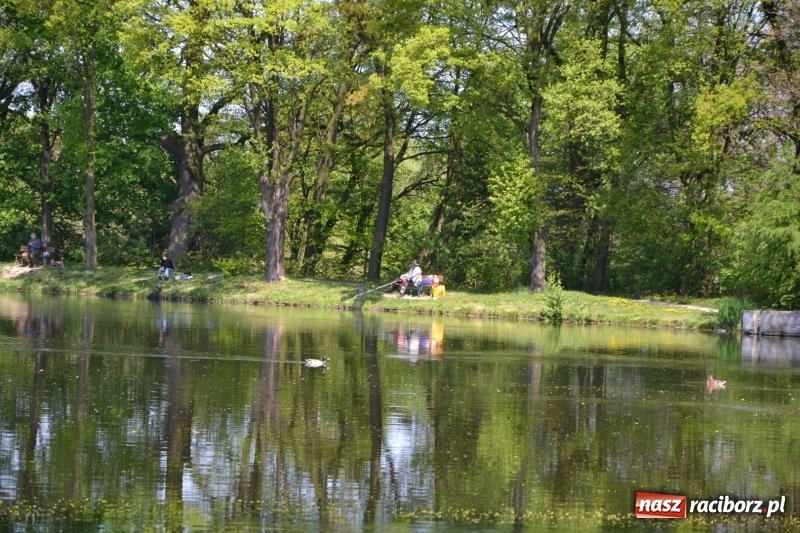 Zdjęcie w galerii na portalu naszraciborz.pl: Sezon wędkarski na Trzecioku rozpoczęty  wiadomości z regionu