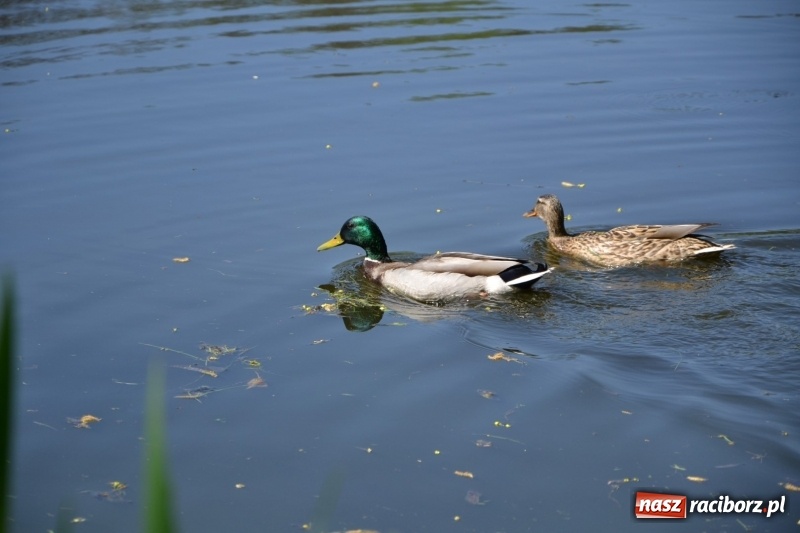 Zdjęcie w galerii na portalu naszraciborz.pl: Sezon wędkarski na Trzecioku rozpoczęty  wiadomości z regionu