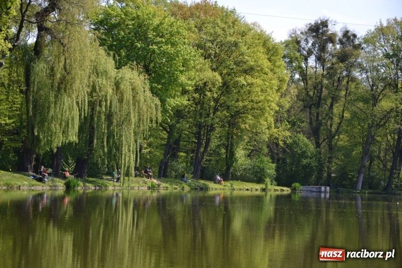 Zdjęcie w galerii na portalu naszraciborz.pl: Sezon wędkarski na Trzecioku rozpoczęty  wiadomości z regionu