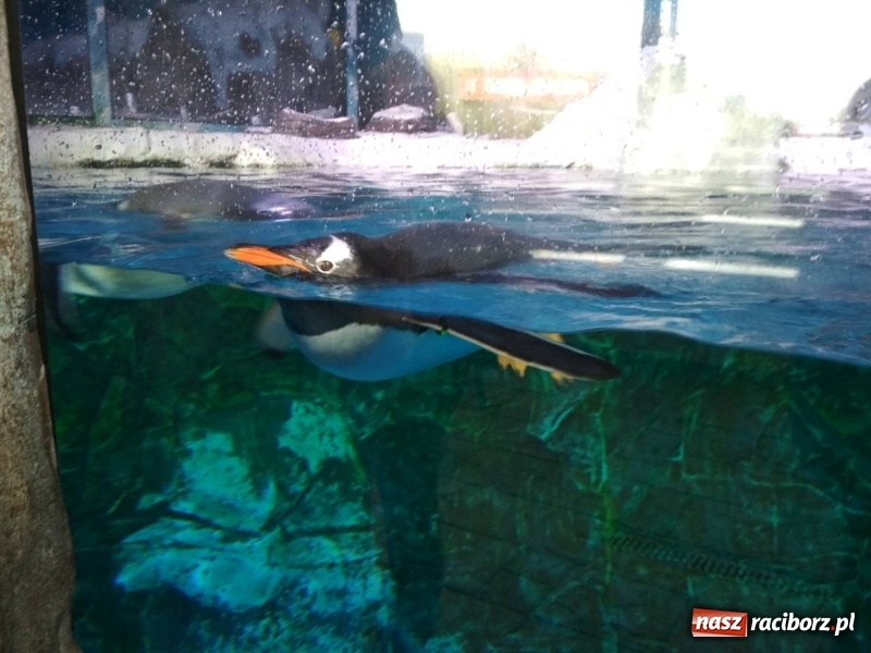 Zdjęcie w galerii na portalu naszraciborz.pl: Z Tworkowa do Danii w ramach projektu Erasmus + wiadomości z regionu