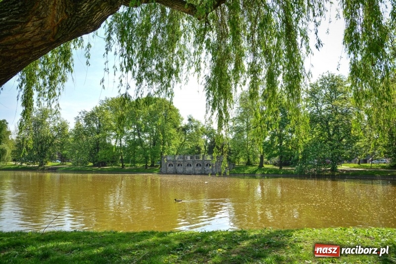 Zdjęcie w galerii na portalu naszraciborz.pl: Wiosenne przebudzenie Raciborza z innej perspektywy wiadomości z regionu