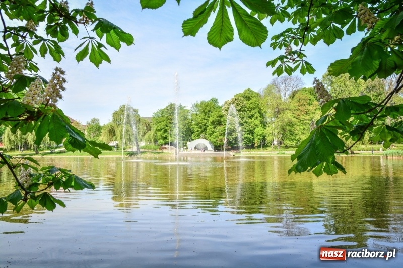 Zdjęcie w galerii na portalu naszraciborz.pl: Wiosenne przebudzenie Raciborza z innej perspektywy wiadomości z regionu