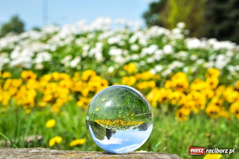 Zdjęcie w galerii na portalu naszraciborz.pl: Wiosenne przebudzenie Raciborza z innej perspektywy wiadomości z regionu