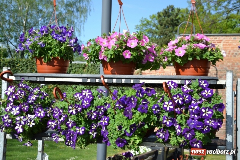 Zdjęcie w galerii na portalu naszraciborz.pl: Na zamku ruszył IV Jarmark Kwiatów  wiadomości z regionu