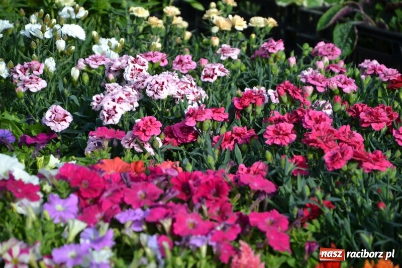 Zdjęcie w galerii na portalu naszraciborz.pl: Kwiaty, jadło, rękodzieło, folklor i statua wolności, czyli zamkowy jarmark różności  wiadomości z regionu