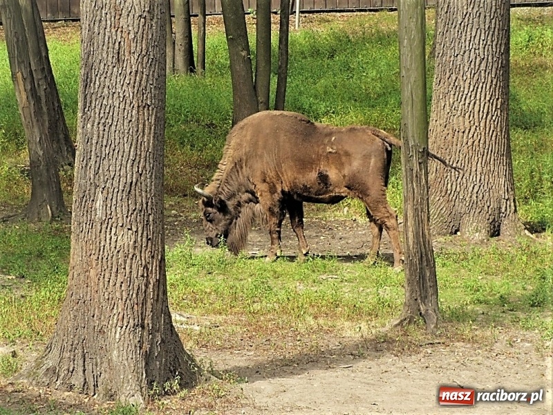 Zdjęcie w galerii na portalu naszraciborz.pl: Cztery śląskie atrakcje na wyciągnięcie ręki. Sprawdź pomysły na majówkę wiadomości z regionu