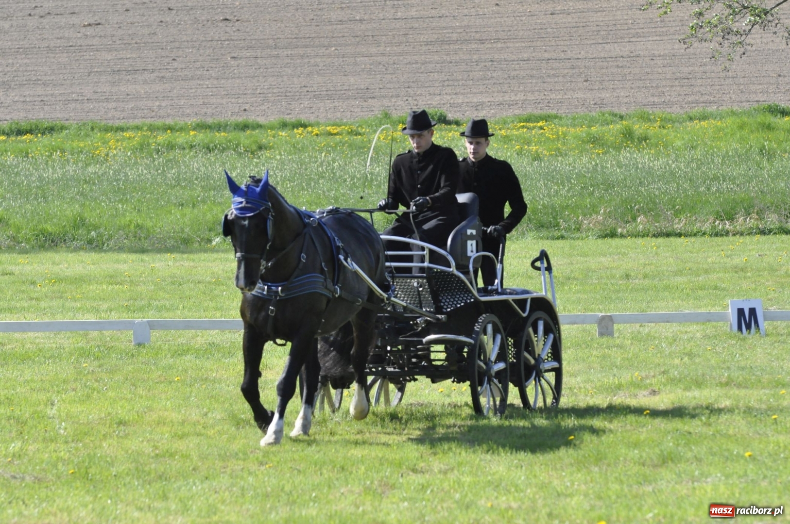 Zdjęcie w galerii na portalu naszraciborz.pl: Zawody w powożeniu na początek majówki konnej w Kornicach wiadomości z regionu