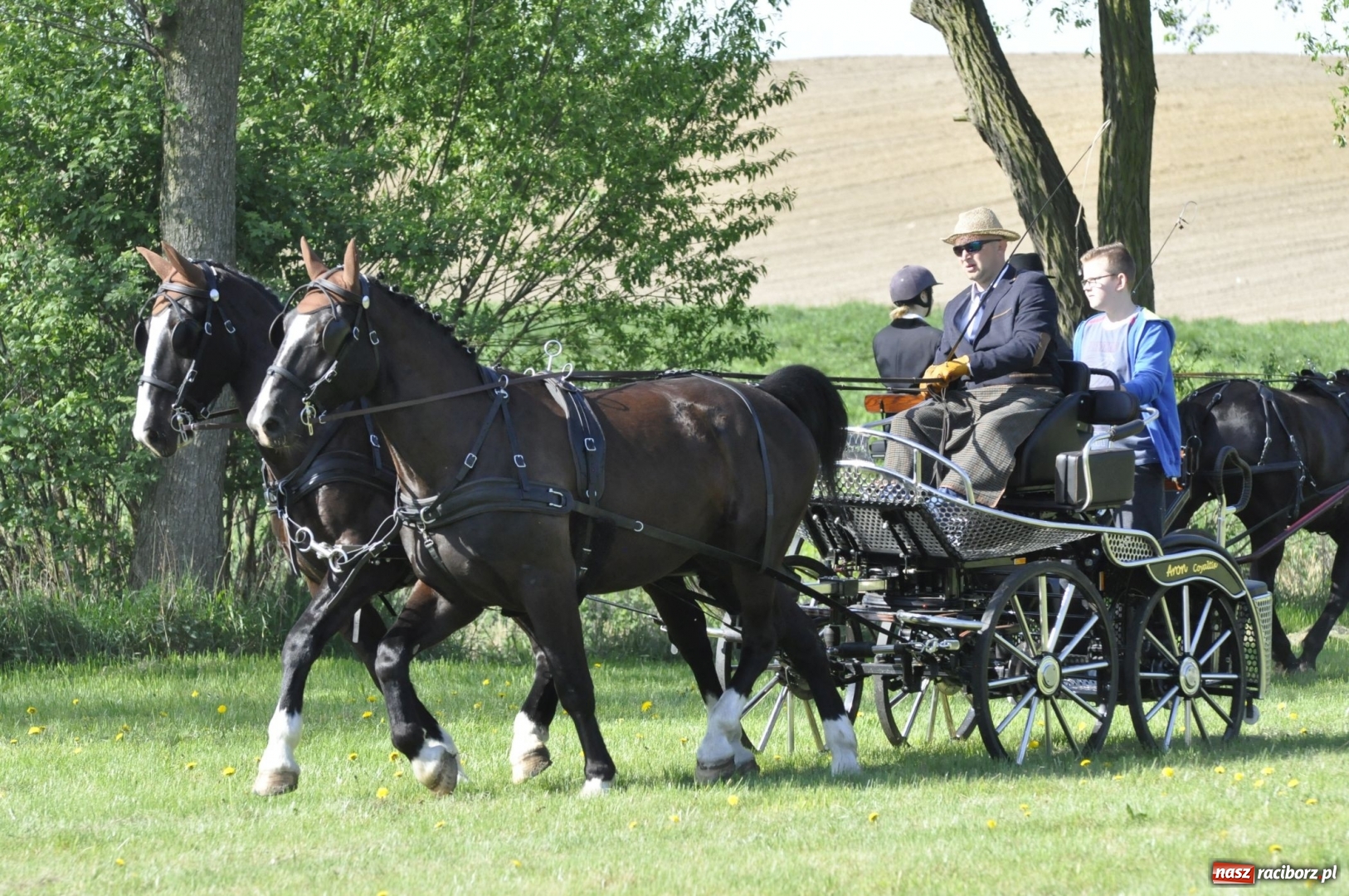Zdjęcie w galerii na portalu naszraciborz.pl: Zawody w powożeniu na początek majówki konnej w Kornicach wiadomości z regionu