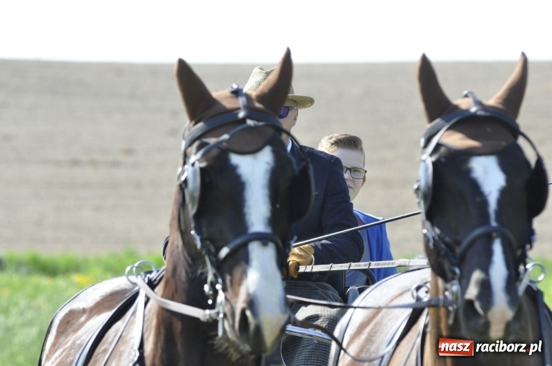 Zdjęcie w galerii na portalu naszraciborz.pl: Zawody w powożeniu na początek majówki konnej w Kornicach wiadomości z regionu