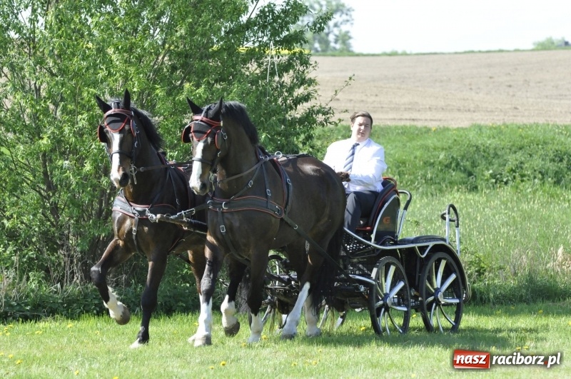 Zdjęcie w galerii na portalu naszraciborz.pl: Zawody w powożeniu na początek majówki konnej w Kornicach wiadomości z regionu