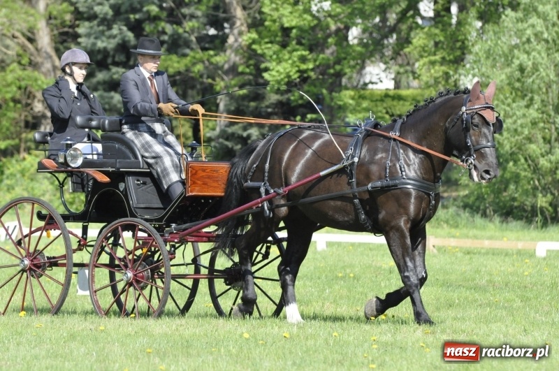 Zdjęcie w galerii na portalu naszraciborz.pl: Zawody w powożeniu na początek majówki konnej w Kornicach wiadomości z regionu