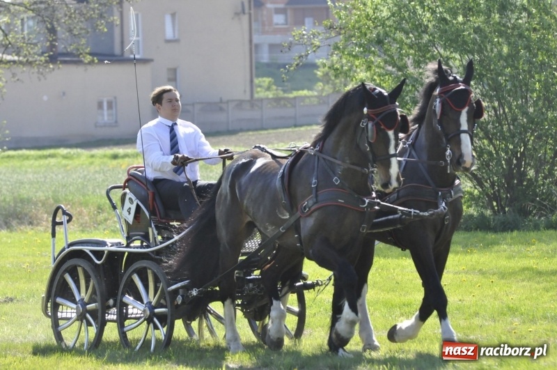 Zdjęcie w galerii na portalu naszraciborz.pl: Zawody w powożeniu na początek majówki konnej w Kornicach wiadomości z regionu