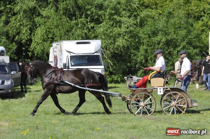Zdjęcie w galerii na portalu naszraciborz.pl: Zawody w powożeniu na początek majówki konnej w Kornicach wiadomości z regionu