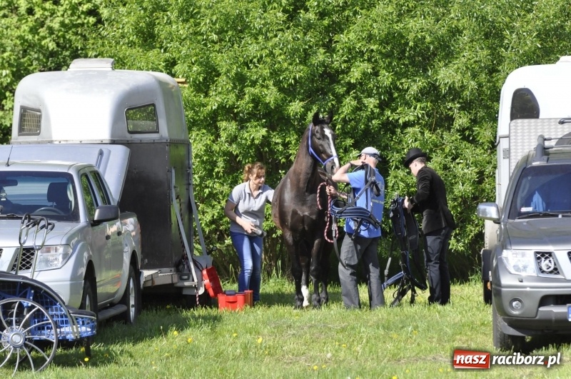 Zdjęcie w galerii na portalu naszraciborz.pl: Zawody w powożeniu na początek majówki konnej w Kornicach wiadomości z regionu