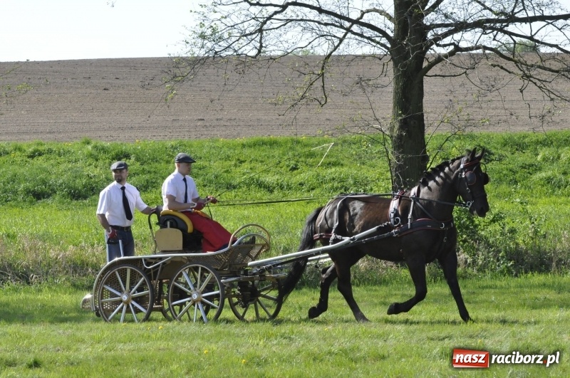 Zdjęcie w galerii na portalu naszraciborz.pl: Zawody w powożeniu na początek majówki konnej w Kornicach wiadomości z regionu