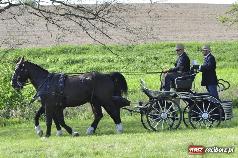 Zdjęcie w galerii na portalu naszraciborz.pl: Zawody w powożeniu na początek majówki konnej w Kornicach wiadomości z regionu