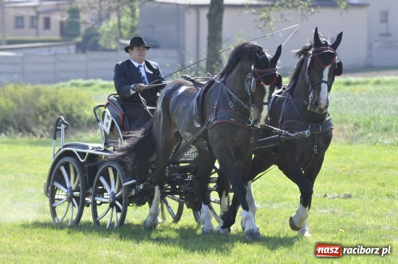 Zdjęcie w galerii na portalu naszraciborz.pl: Zawody w powożeniu na początek majówki konnej w Kornicach wiadomości z regionu