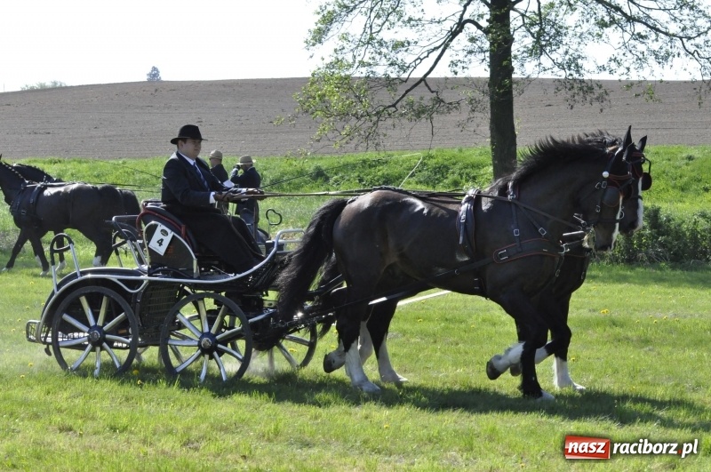Zdjęcie w galerii na portalu naszraciborz.pl: Zawody w powożeniu na początek majówki konnej w Kornicach wiadomości z regionu