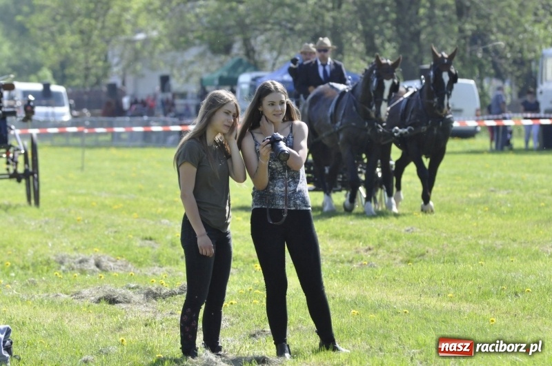 Zdjęcie w galerii na portalu naszraciborz.pl: Zawody w powożeniu na początek majówki konnej w Kornicach wiadomości z regionu