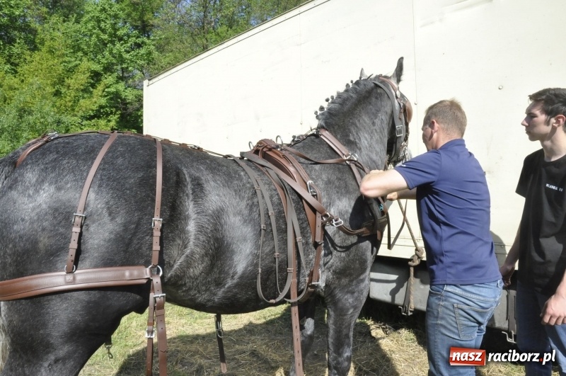 Zdjęcie w galerii na portalu naszraciborz.pl: Zawody w powożeniu na początek majówki konnej w Kornicach wiadomości z regionu
