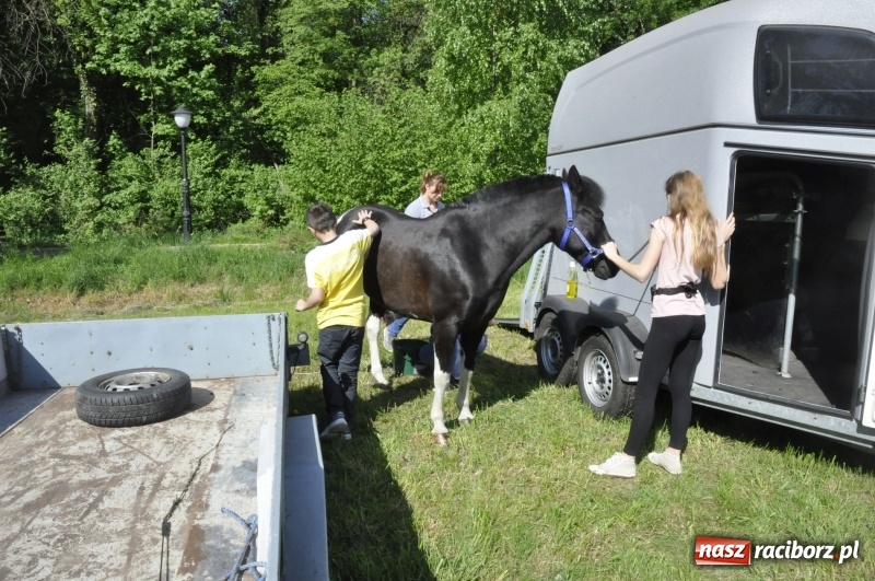 Zdjęcie w galerii na portalu naszraciborz.pl: Zawody w powożeniu na początek majówki konnej w Kornicach wiadomości z regionu