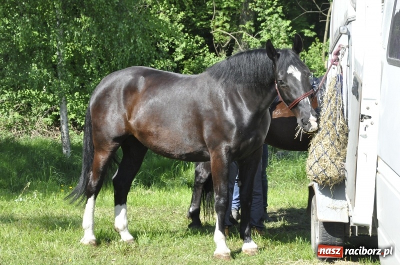 Zdjęcie w galerii na portalu naszraciborz.pl: Zawody w powożeniu na początek majówki konnej w Kornicach wiadomości z regionu