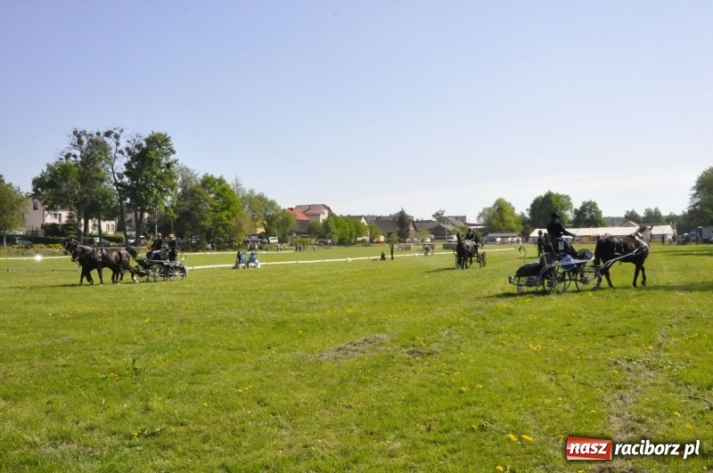 Zdjęcie w galerii na portalu naszraciborz.pl: Zawody w powożeniu na początek majówki konnej w Kornicach wiadomości z regionu