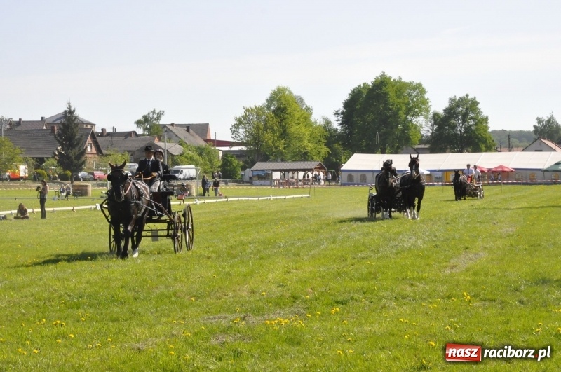 Zdjęcie w galerii na portalu naszraciborz.pl: Zawody w powożeniu na początek majówki konnej w Kornicach wiadomości z regionu