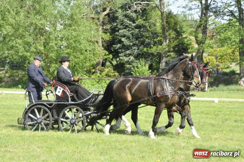 Zdjęcie w galerii na portalu naszraciborz.pl: Zawody w powożeniu na początek majówki konnej w Kornicach wiadomości z regionu