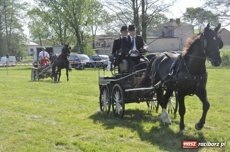 Zdjęcie w galerii na portalu naszraciborz.pl: Zawody w powożeniu na początek majówki konnej w Kornicach wiadomości z regionu