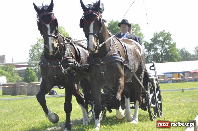 Zdjęcie w galerii na portalu naszraciborz.pl: Zawody w powożeniu na początek majówki konnej w Kornicach wiadomości z regionu