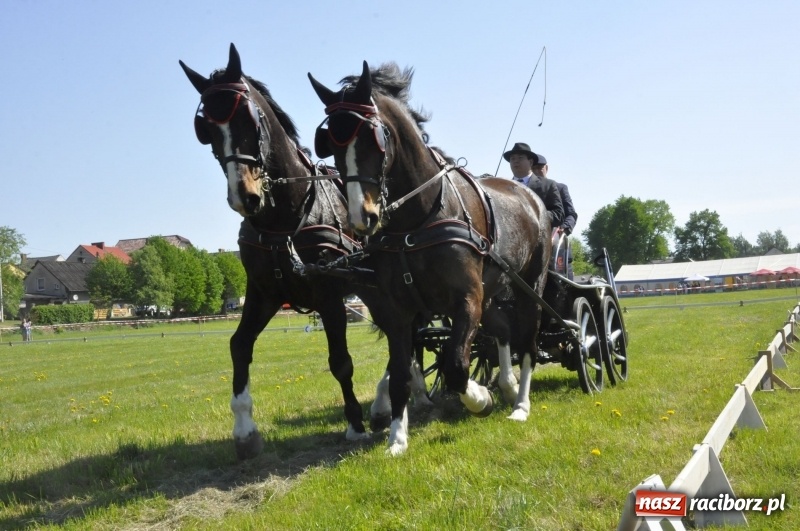 Zdjęcie w galerii na portalu naszraciborz.pl: Zawody w powożeniu na początek majówki konnej w Kornicach wiadomości z regionu