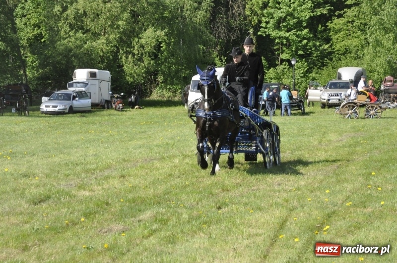 Zdjęcie w galerii na portalu naszraciborz.pl: Zawody w powożeniu na początek majówki konnej w Kornicach wiadomości z regionu