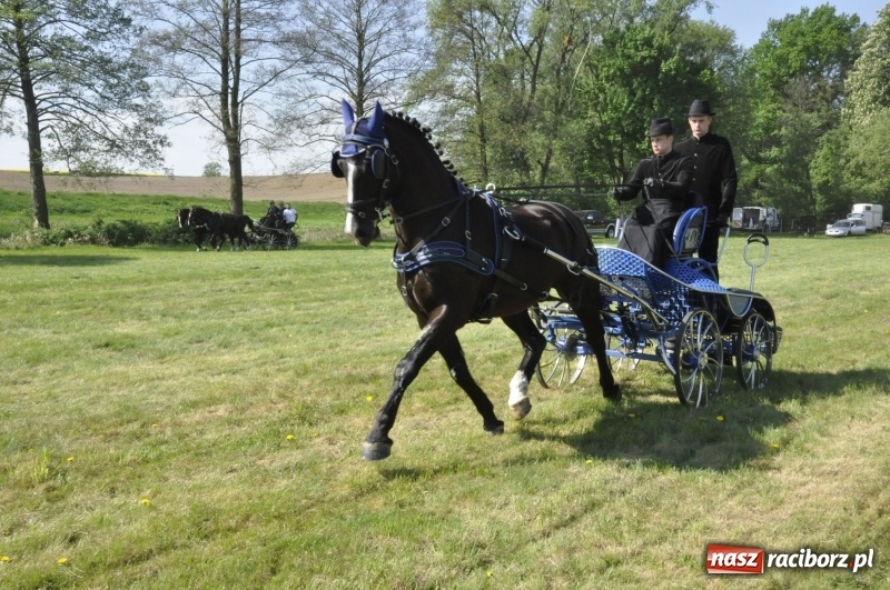 Zdjęcie w galerii na portalu naszraciborz.pl: Zawody w powożeniu na początek majówki konnej w Kornicach wiadomości z regionu