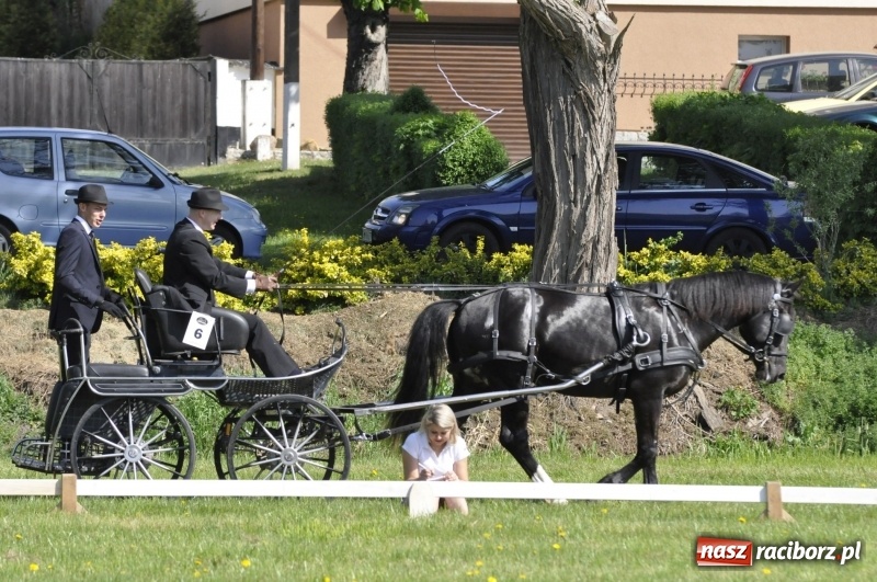 Zdjęcie w galerii na portalu naszraciborz.pl: Zawody w powożeniu na początek majówki konnej w Kornicach wiadomości z regionu