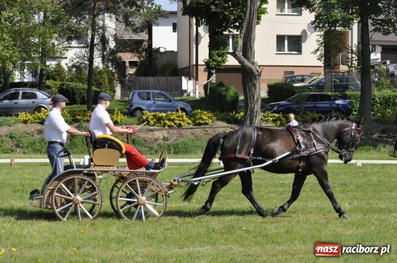 Zdjęcie w galerii na portalu naszraciborz.pl: Zawody w powożeniu na początek majówki konnej w Kornicach wiadomości z regionu