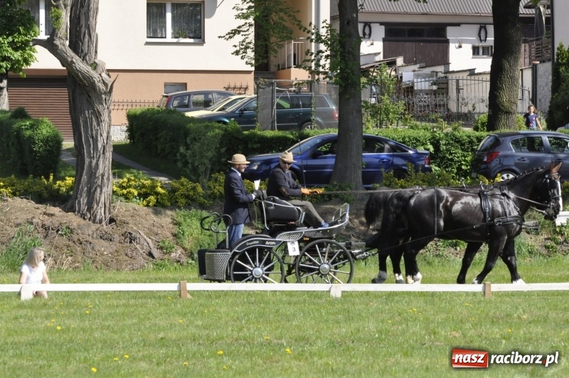 Zdjęcie w galerii na portalu naszraciborz.pl: Zawody w powożeniu na początek majówki konnej w Kornicach wiadomości z regionu