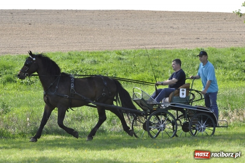 Zdjęcie w galerii na portalu naszraciborz.pl: Zawody w powożeniu na początek majówki konnej w Kornicach wiadomości z regionu