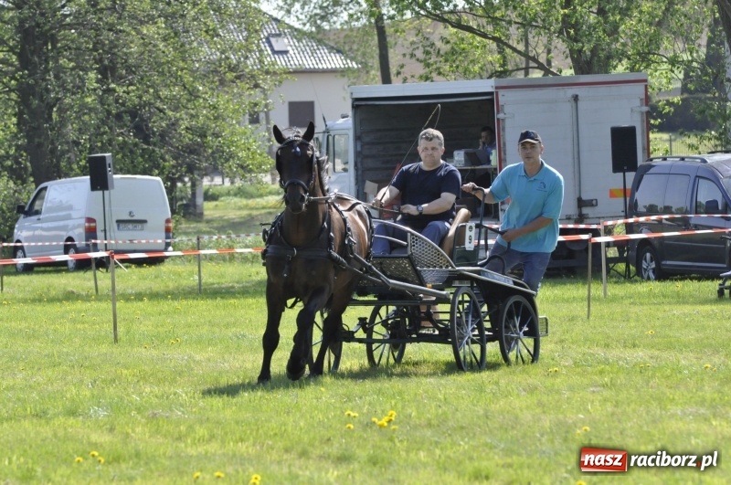 Zdjęcie w galerii na portalu naszraciborz.pl: Zawody w powożeniu na początek majówki konnej w Kornicach wiadomości z regionu