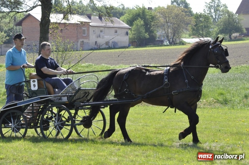 Zdjęcie w galerii na portalu naszraciborz.pl: Zawody w powożeniu na początek majówki konnej w Kornicach wiadomości z regionu