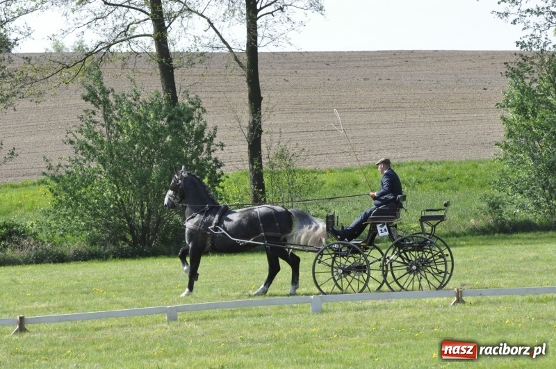Zdjęcie w galerii na portalu naszraciborz.pl: Zawody w powożeniu na początek majówki konnej w Kornicach wiadomości z regionu