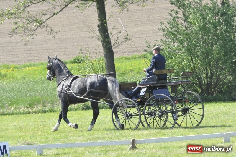 Zdjęcie w galerii na portalu naszraciborz.pl: Zawody w powożeniu na początek majówki konnej w Kornicach wiadomości z regionu