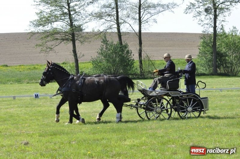 Zdjęcie w galerii na portalu naszraciborz.pl: Zawody w powożeniu na początek majówki konnej w Kornicach wiadomości z regionu