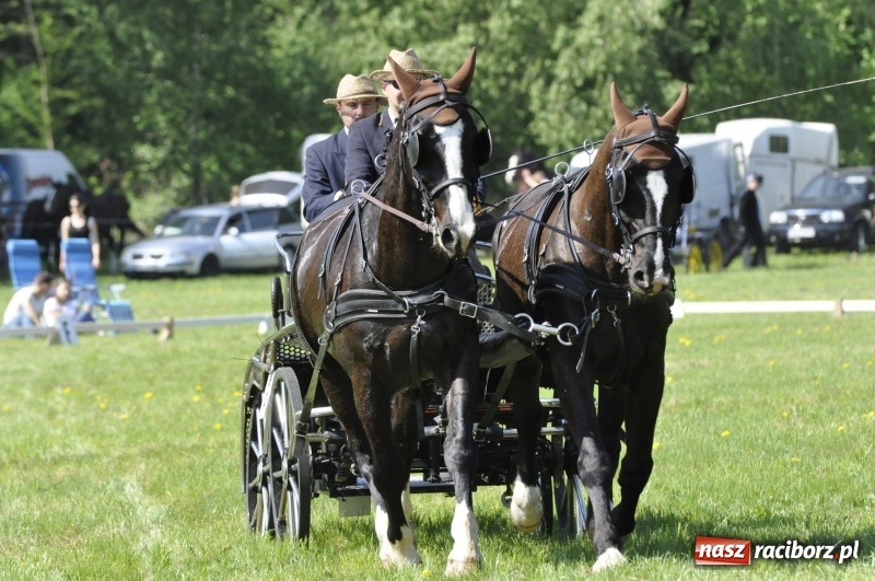 Zdjęcie w galerii na portalu naszraciborz.pl: Zawody w powożeniu na początek majówki konnej w Kornicach wiadomości z regionu