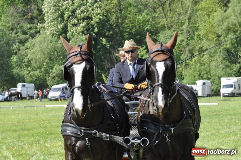 Zdjęcie w galerii na portalu naszraciborz.pl: Zawody w powożeniu na początek majówki konnej w Kornicach wiadomości z regionu