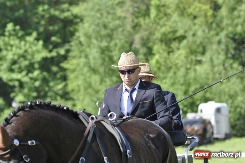 Zdjęcie w galerii na portalu naszraciborz.pl: Zawody w powożeniu na początek majówki konnej w Kornicach wiadomości z regionu