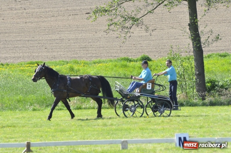 Zdjęcie w galerii na portalu naszraciborz.pl: Zawody w powożeniu na początek majówki konnej w Kornicach wiadomości z regionu