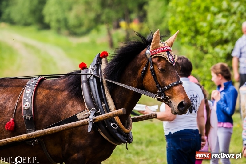 Zdjęcie w galerii na portalu naszraciborz.pl: Konny korowód podczas drugiego dnia majówki w Kornicach wiadomości z regionu